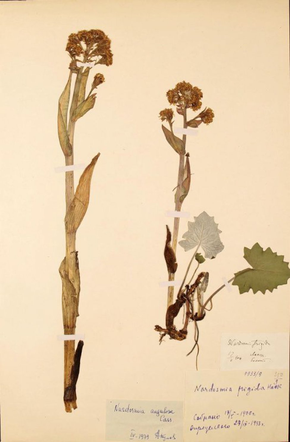 Гербарий. Белокопытник холодный, или Надросмия угловатая. Petasites frigidus (L.) Fr. (1846)