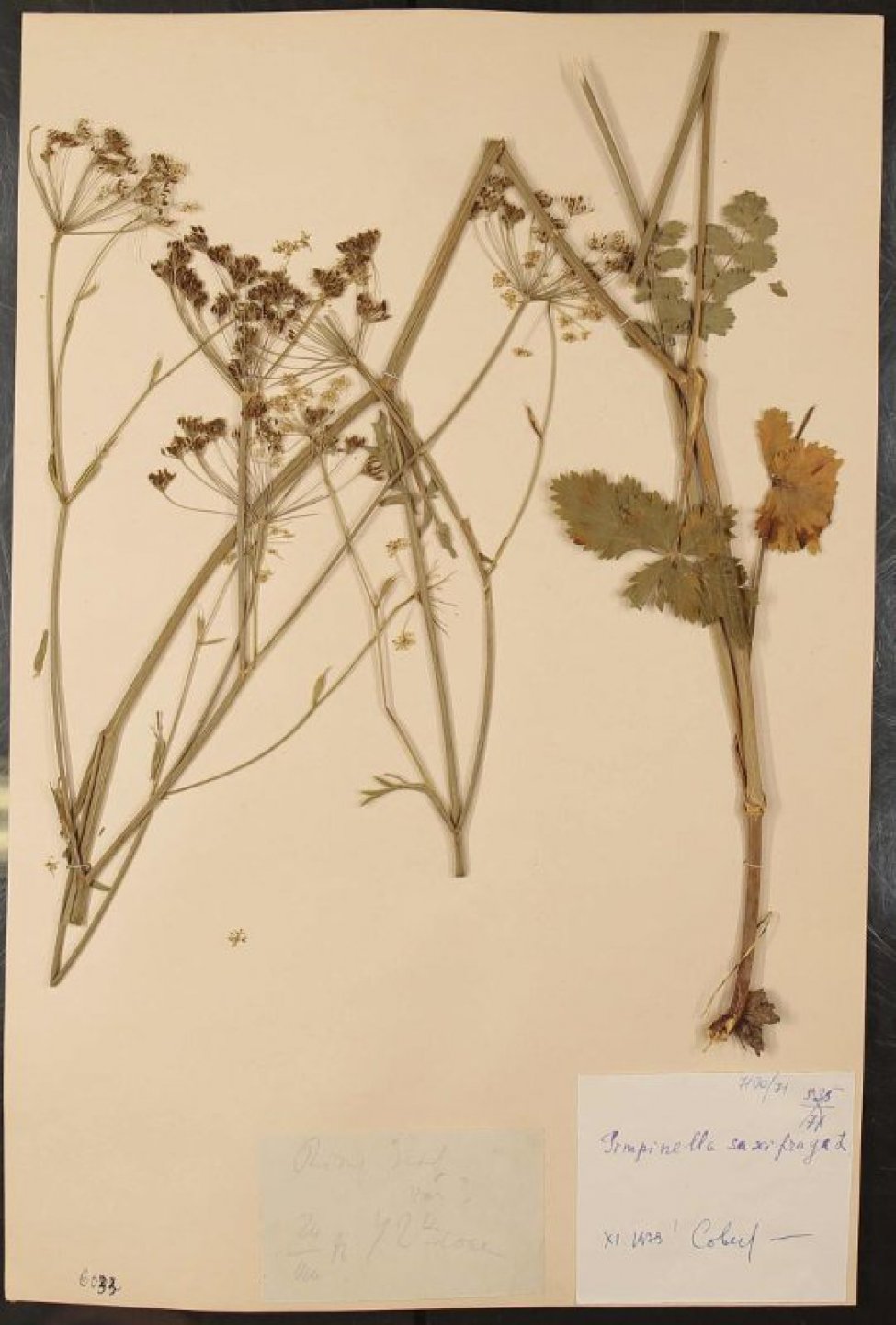 Гербарий. Бедренец камнеломковый, или Бедренец-камнеломка. Pimpinella saxifraga L., 1753